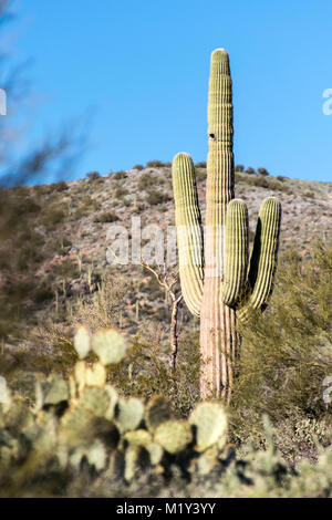 Diese Saguaro Kaktus in der Nähe von Black Canyon City, AZ, steht das Hoch mit seinen vielen Armen. Stockfoto
