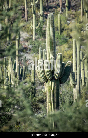 Diese Saguaro Kaktus zeichnet sich in der Nähe von Black Canyon City, Arizona Stockfoto