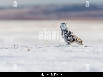 Jugendliche, weibliche Schnee-eule (Bubo scandiacus) photograped in der Nähe von Drumheller, Alberta, Kanada Stockfoto