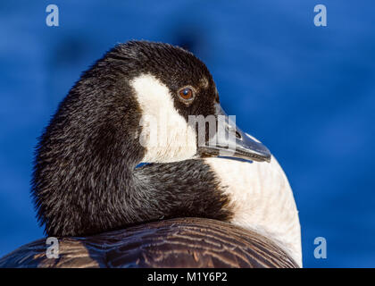 Kanadagans, Branta canadensis - Close-up zeigt Details von Gesicht, Augen, Bill. Hohe Bildqualität mit blauen Wasser Hintergrund. Stockfoto