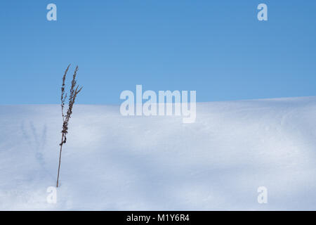 Minimale anzeigen Snow Hill bei Biei, Hokkaido, Japan im Winter Stockfoto