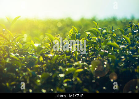 Close up grüne Teeblätter in Tee Plantage mit Bokeh und Sonnenlicht am Morgen in der Provinz Chiang Rai, Thailand. (Soft Focus). Stockfoto