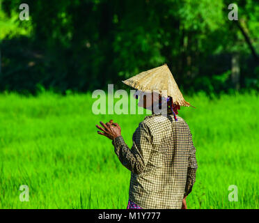 Eine Giang, Vietnam - Sep 2, 2017. Eine Frau, die auf Reis in einem Feld Giang, Vietnam. Eine Giang liegt im Mekong Delta, im südwestlichen Teil von entfernt Stockfoto