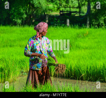 Eine Giang, Vietnam - Sep 2, 2017. Alte Frau auf rohreis Feld in einem Giang, Vietnam arbeiten. Eine Giang liegt im Mekong Delta, im Südwesten gelegen Stockfoto