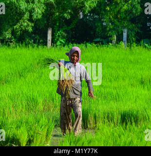 Eine Giang, Vietnam - Sep 2, 2017. Ein Khmer Frau arbeiten an Reis in einem Feld Giang, Vietnam. Eine Giang ist eine Provinz im Mekong Delta, Kambodscha grenzt. Stockfoto