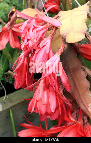 Nahaufnahme von epiphyllum oder Orchideen Kakteen welke Blumen Stockfoto