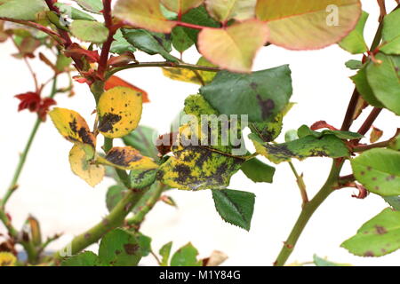 Schwarzer Fleck Pilz Krankheit auf Rosen Blätter Stockfoto