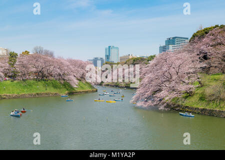 Blick auf massive Kirschblüte in Tokio, Japan, als Hintergrund. Bei Chidorigafuchi, Tokio, Japan Photoed. Stockfoto