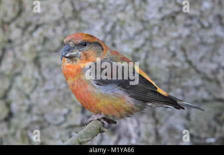 Roter Kreuzschnabel, gemeiner Kreuzschnabel, Loxia curvirostra, Männchen auf Fichte Zweig Stockfoto