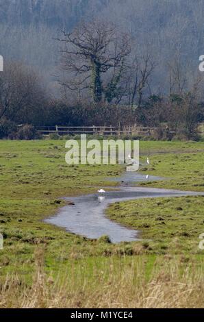 Fütterung wenig Silberreiher (Egretta garzetta) auf dem überschwemmten Wiese der RSPB Exminster Sümpfe im frühen Frühling. Exeter, South Devon, Großbritannien Stockfoto