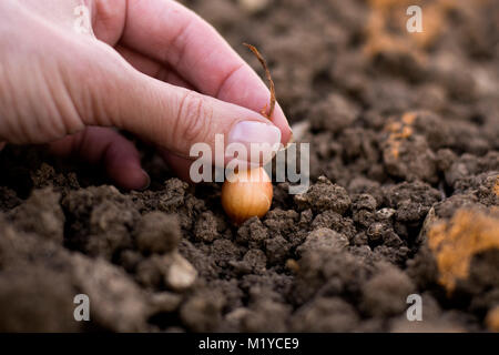 Anpflanzung neuer Garten Stockfoto