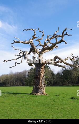 Tot, knorrigen Baum im Feld. Powderham Castle Estate, Frühjahr 2016. Devon, UK. Stockfoto