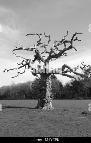 Tot, knorrigen Baum im Feld. Powderham Castle Estate, Frühjahr 2016. Devon, UK. Stockfoto