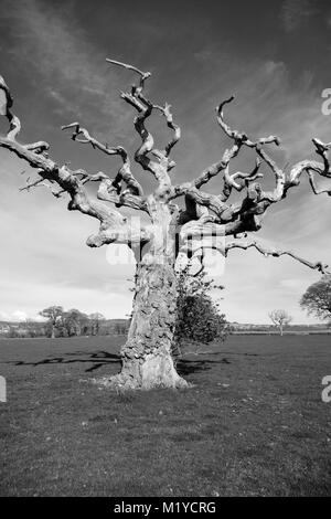 Tot, knorrigen Baum im Feld. Powderham Castle Estate, Frühjahr 2016. Devon, UK. Stockfoto