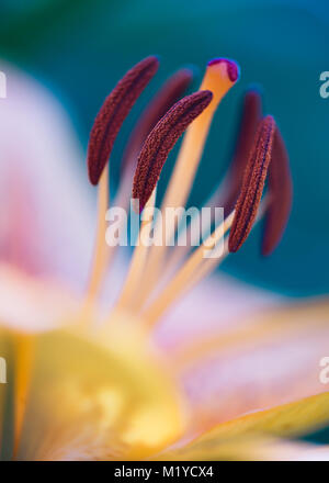 Hemerocallis Daylily Nahaufnahme Makro der Blütenblätter und staubblätter Pollen auf blau und rosa Hintergrund Stockfoto