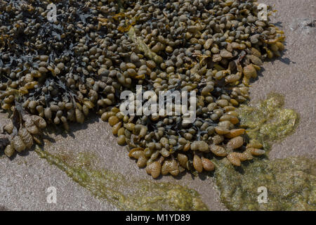 Algen auf dem Meeresboden als die Ebbe geht durch den Lindisfarne Causeway Stockfoto