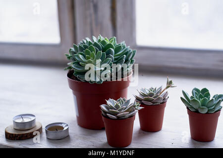 Sukkulenten in minimalistischem Stil. Haus Pflanzen für die Inneneinrichtung. Die Familie Cactaceae Stockfoto