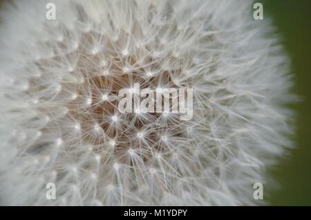 Gemeinsame Löwenzahn Seedhead Schlag Blume. (Taraxacum officinale) wächst als Unkraut in einem Schrebergarten. Komplexe, Abstrakte, Makro, Exeter, Devon, Großbritannien. Stockfoto