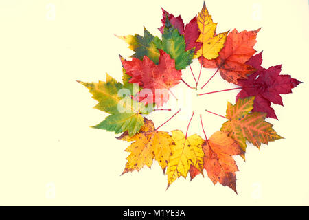 Blätter im Herbst. bunten Herbst Farben: gelb, ocker, braun, rot, orange, grün. Stockfoto