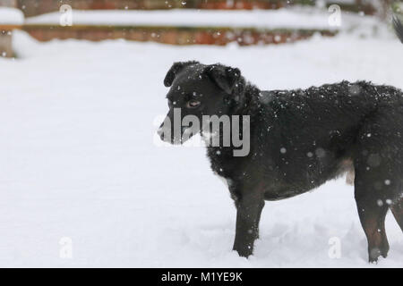 Balck männlichen Patterdale Terrier Spielen im Schnee. Oxfordshire, UK. Stockfoto