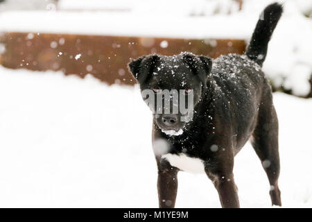 Balck männlichen Patterdale Terrier Spielen im Schnee. Oxfordshire, UK. Stockfoto