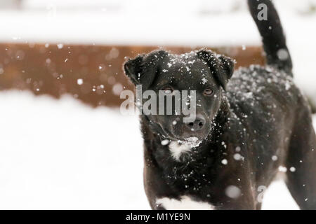 Balck männlichen Patterdale Terrier Spielen im Schnee. Oxfordshire, UK. Stockfoto