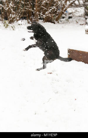 Balck männlichen Patterdale Terrier Spielen im Schnee. Oxfordshire, UK. Stockfoto