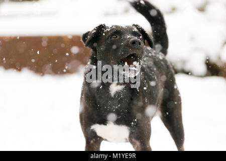 Balck männlichen Patterdale Terrier Spielen im Schnee. Oxfordshire, UK. Stockfoto