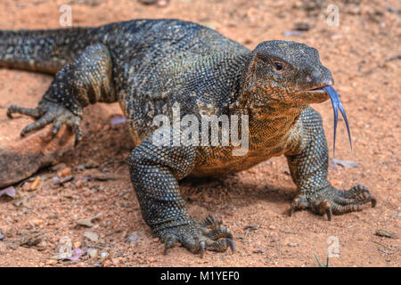 Asiatische Wasser überwachen, Polonnaruwa, North Central Province, Sri Lanka, Asien Stockfoto