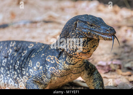Asiatische Wasser überwachen, Polonnaruwa, North Central Province, Sri Lanka, Asien Stockfoto