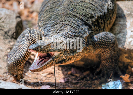Asiatische Wasser überwachen, Polonnaruwa, North Central Province, Sri Lanka, Asien Stockfoto