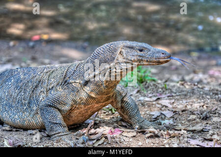 Asiatische Wasser überwachen, Polonnaruwa, North Central Province, Sri Lanka, Asien Stockfoto