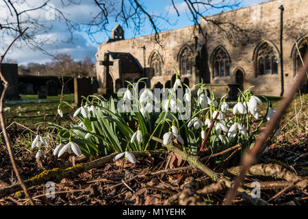 Eine Gruppe der Blüte Schneeglöckchen (Galanthus) in den Kirchhof bei Wycliffe, Teesdale, Großbritannien auf einem feinen Winter am Nachmittag Stockfoto