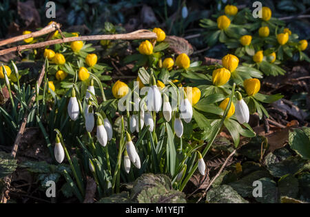 Eine gemischte Gruppe von Winter Aconites (Eranthis Hyemalis) und Schneeglöckchen (Galanthus) in der feinen Winter Sonnenschein Stockfoto