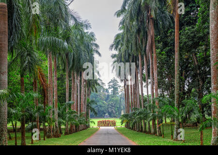 Royal Botanical Gardens, Peradeniya, Kandy, zentrale Provinz, Sri Lanka, Asien Stockfoto