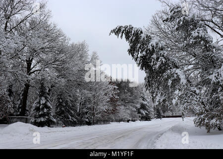 Verschneite Evergreens Stockfoto