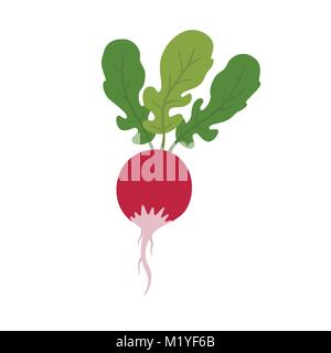 Radieschen Gemüse Bild. Stock Vektor