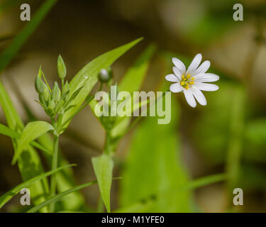 Makro von weißen Blumen vogelmiere Stellaria nemorum unter dem sanften Frühling Sonne Stockfoto