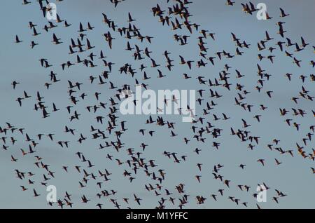 Herde von Dark-Bellied Ringelgänse (Branta bernicla bemicl) über die Exe Estuary, South Devon, Großbritannien. Winter 2015. Stockfoto