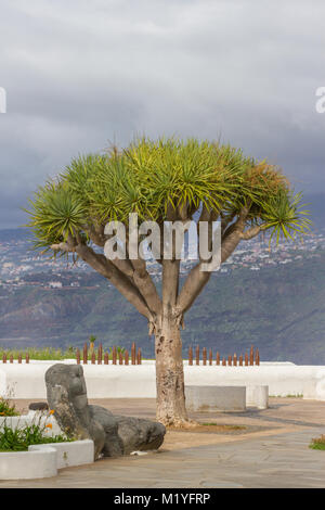 Dragon Baum auf der Insel Socotra, Jemen Stockfoto