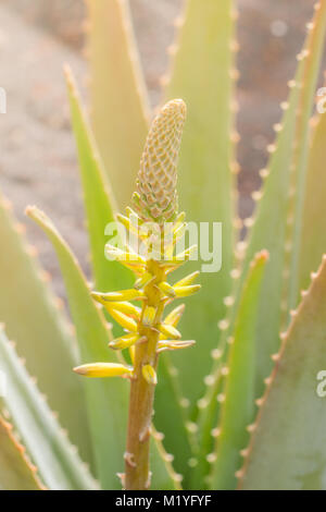 Nahaufnahme von Aloe vera Blüte vor den Blättern im Bokeh effect Stockfoto