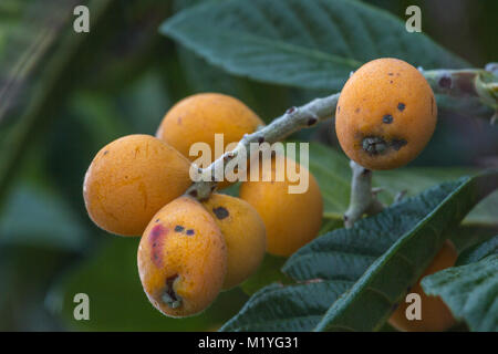 Bündel von reifen Mispeln im Baum an einem privaten Garten. Eriobotrya japonica Baum. Mispel Hintergrund Stockfoto