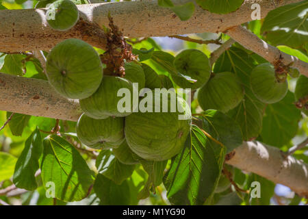 Calufilowery Frucht der australischen Regenwalds ficus Abb. Stockfoto