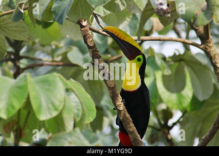 Chestnut Mandibled Toucan (Ramphastos swainsonii) in einem Baum in der Drake Bay zu sitzen, auf der Halbinsel Osa im Süden von Costa Rica Stockfoto