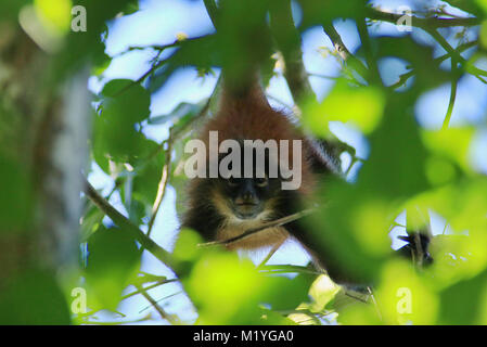 Wilde weibliche Geoffroy's Spider Monkey hängen von einer Niederlassung im Regenwald im Corcovado Nationalpark Costa Ricas Halbinsel Osa. Stockfoto