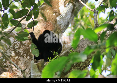 Mantled Brüllaffe (Alouatta palliata) in einem Baum im Corcovado National Park Park sitzen in Costa Rica Stockfoto