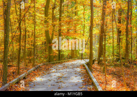 Eine hölzerne Nature Trail durch den Wald an der Spitze der fallen. Laub Decke, das Gebiet als die Sonne den Trail vor aufleuchtet. Stockfoto