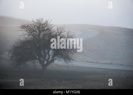 Ein einsamer Baum stehend aus dem Nebel mit einer kleinen asphaltierten Straße im Hintergrund Stockfoto