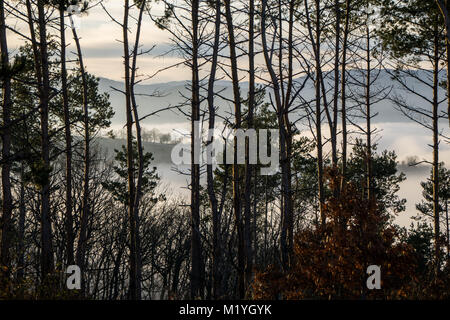 Ein Nebel verschlungen Tal durch den Wald gesehen Stockfoto