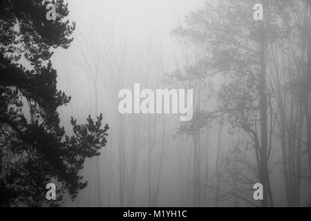 Baum Silhouetten durch dichten Morgennebel gesehen Stockfoto